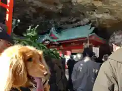 鵜戸神宮の動物