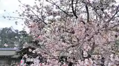 平野神社の自然