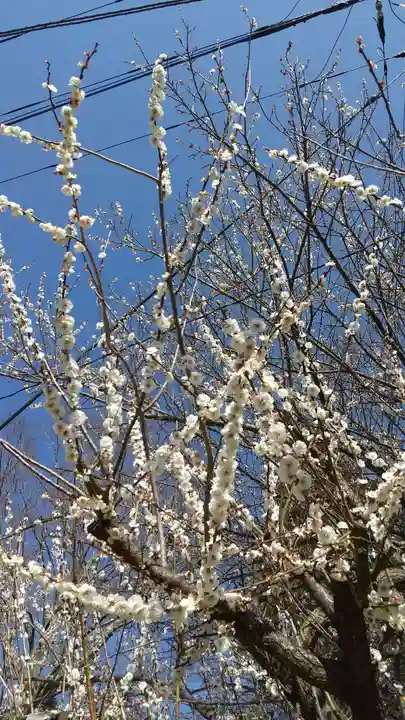 酒門神社の自然