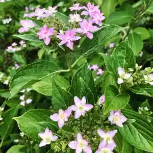豊景神社の自然(2020年07月05日(日) 06時23分24秒投稿)