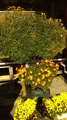 常陸第三宮 吉田神社(茨城県)