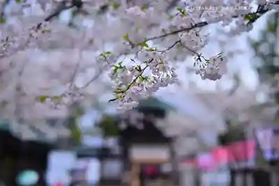 三嶋大社(静岡県)