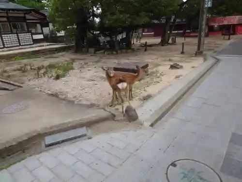 厳島神社(広島県)