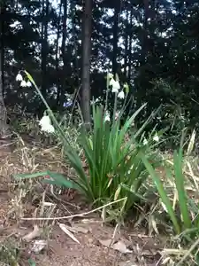 大生郷天満宮の自然(2020年03月15日(日) 16時34分50秒投稿)