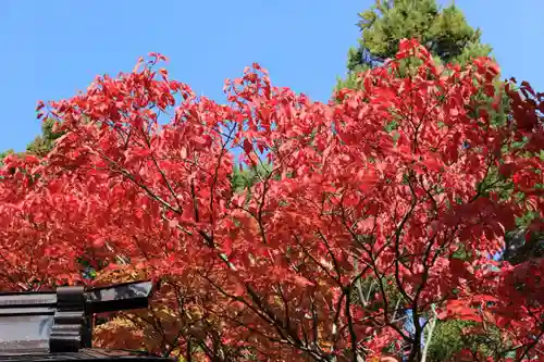 高司神社〜むすびの神の鎮まる社〜の自然