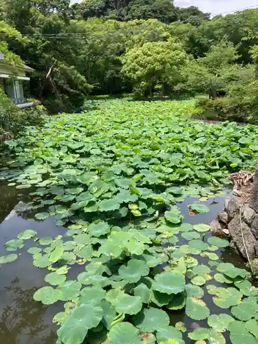 鶴岡八幡宮の自然