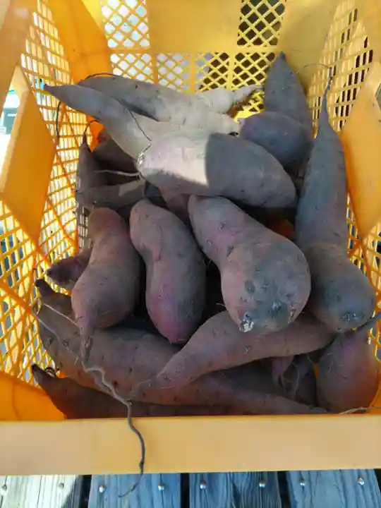 畑中神社(東京都)