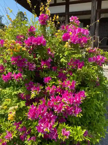 般若寺 ❁﻿コスモス寺❁の自然