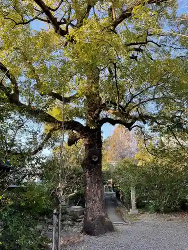 溝旗神社（肇國神社）(岐阜県)