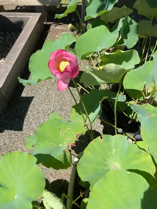 大本山高林寺の自然