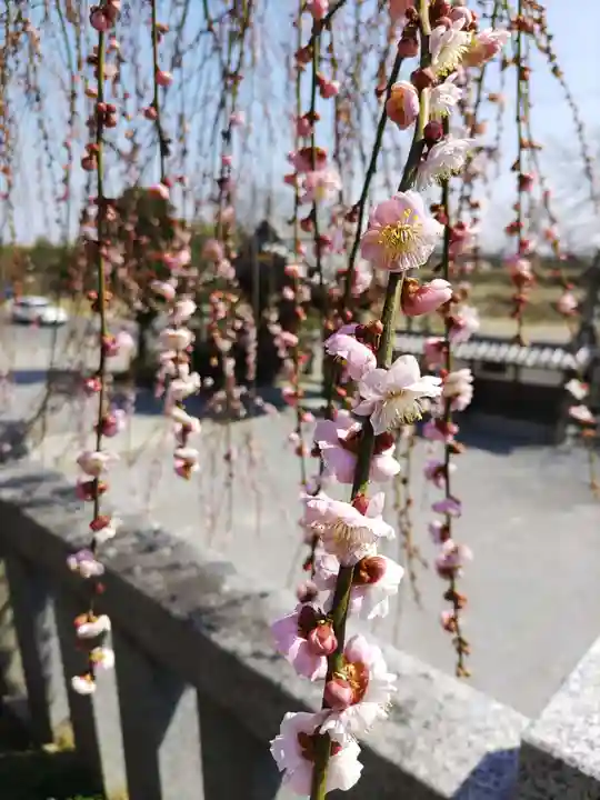 寺岡山元三大師の自然