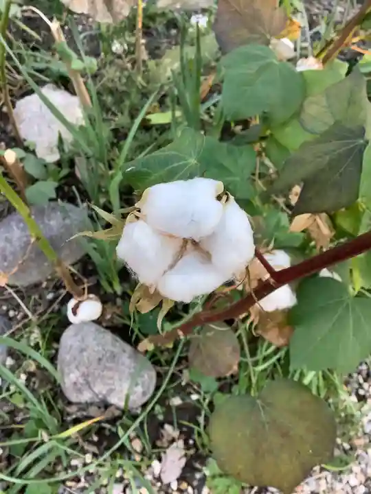 三輪神社の自然