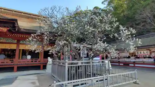 太宰府天満宮の自然