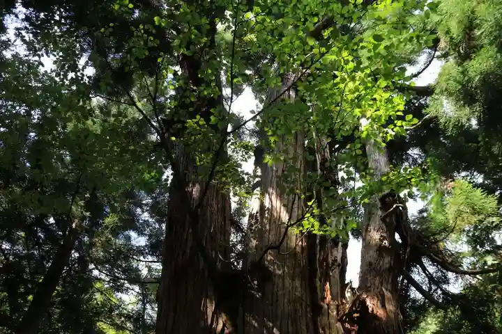 磐椅神社の自然