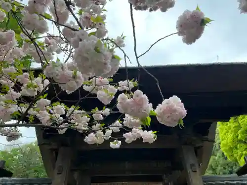 横浜　西方寺の自然