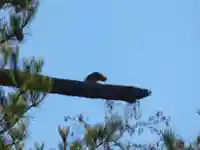留辺蘂神社の動物