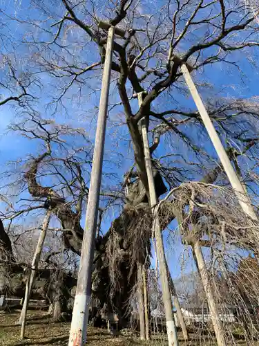瀧桜神明宮(福島県)