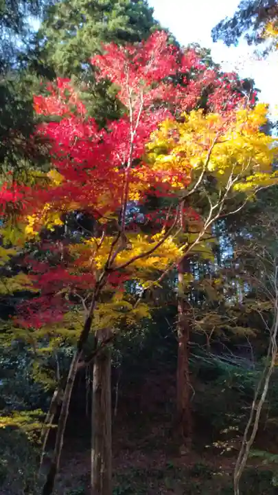 養父神社(兵庫県)