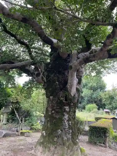 乙訓寺(京都府)