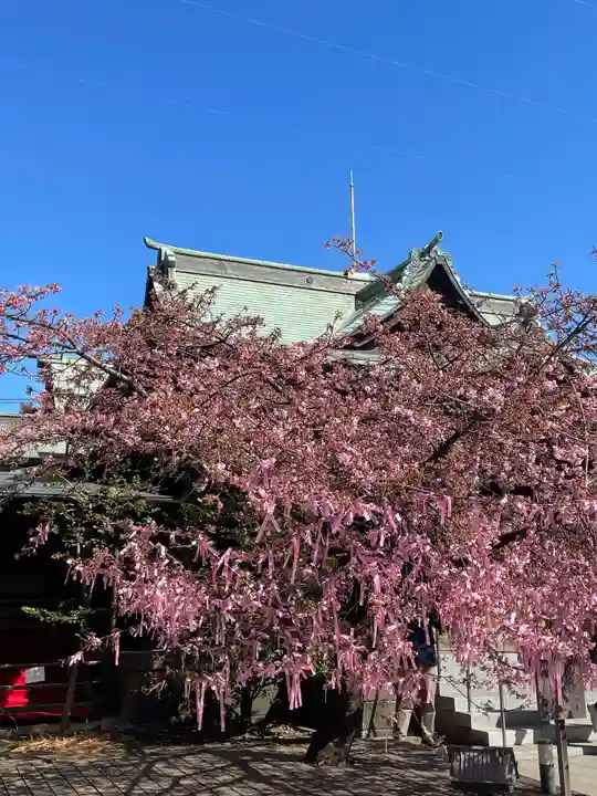 桜神宮(東京都)