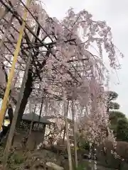 普門院の庭園