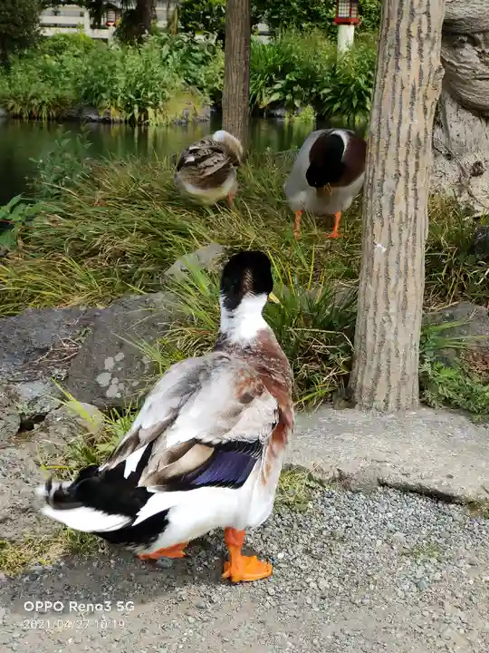 富士山本宮浅間大社の動物