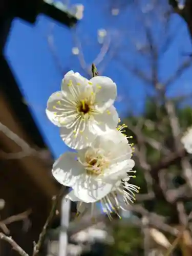 東郷神社の自然