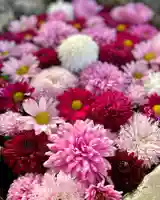 伊達神社(北海道)