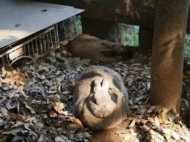 太子堂八幡神社の動物