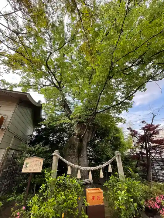 溝口神社(神奈川県)