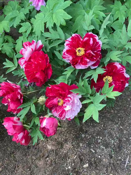 薬師院(兵庫県)