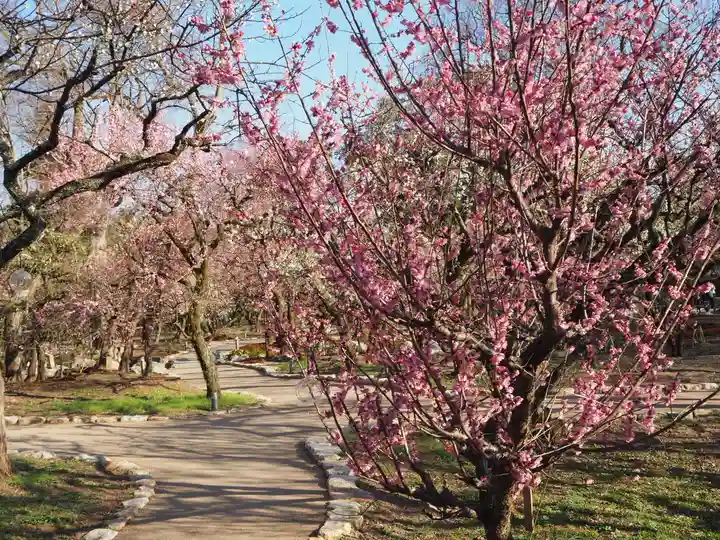 北野天満宮の庭園