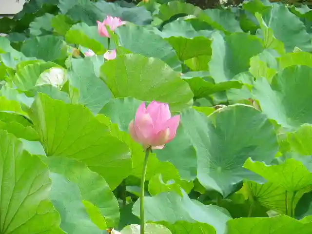 鶴岡八幡宮の自然
