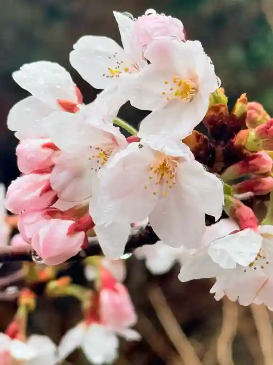 舞子六神社/まいこむの宮の{uncategorized: "未分類", other: "その他", undefined: "問題あり", building: "その他建物", grave: "お墓", sacred_gate: "鳥居", guardian: "狛犬", statue: "像", buddha: "仏像", history: "歴史", nature: "自然", garden: "庭園", animal: "動物", pagoda: "塔", temizu: "手水舎", mountain_gate: "山門・神門", sanctuary: "本殿・本堂", subordinate: "末社・摂社", art: "芸術", scenery: "景色", jizo: "地蔵", ema: "絵馬", goshuin: "御朱印", omikuji: "おみくじ", items: "授与品その他", amulet: "お守り", goshuincho: "御朱印帳", eats: "食事", festival: "お祭り", votive_dance: "神楽", shichigosan: "七五三参", wedding: "結婚式", experience: "体験その他", initially: "初詣", around: "周辺", anti_infection: "感染症対策"}