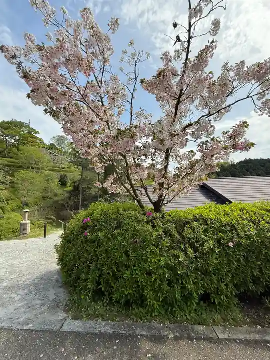 岡寺(龍蓋寺)(奈良県)