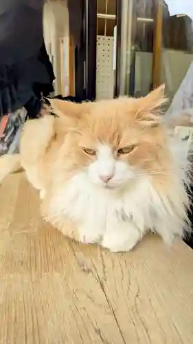 駒込妙義神社の動物