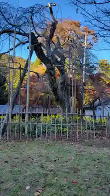 清滝寺徳源院(滋賀県)