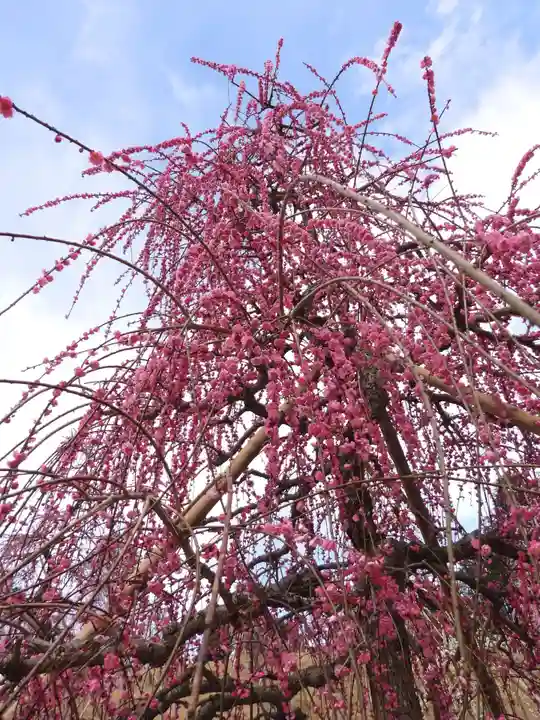 三室戸寺(京都府)