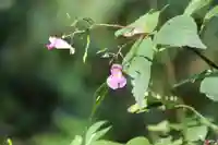 津島神社の自然