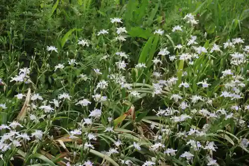 大六天麻王神社の自然