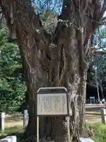 赤坂氷川神社の自然