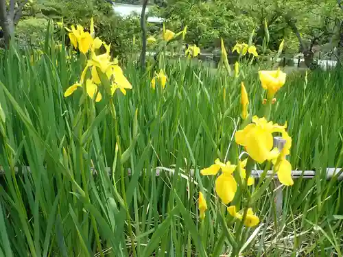 龍寳寺（龍宝寺）(神奈川県)