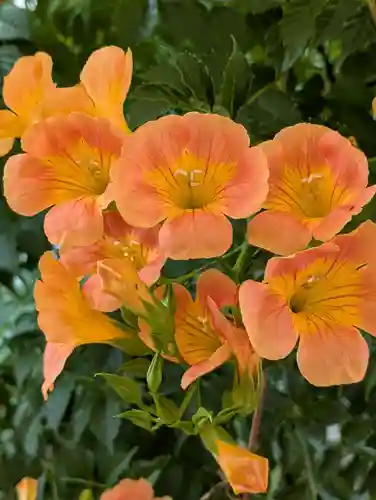 本覺寺(神奈川県)