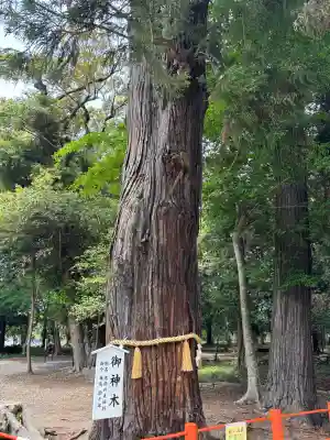 息栖神社の{uncategorized: "未分類", other: "その他", undefined: "問題あり", building: "その他建物", grave: "お墓", sacred_gate: "鳥居", guardian: "狛犬", statue: "像", buddha: "仏像", history: "歴史", nature: "自然", garden: "庭園", animal: "動物", pagoda: "塔", temizu: "手水舎", mountain_gate: "山門・神門", sanctuary: "本殿・本堂", subordinate: "末社・摂社", art: "芸術", scenery: "景色", jizo: "地蔵", ema: "絵馬", goshuin: "御朱印", omikuji: "おみくじ", items: "授与品その他", amulet: "お守り", goshuincho: "御朱印帳", eats: "食事", festival: "お祭り", votive_dance: "神楽", shichigosan: "七五三参", wedding: "結婚式", experience: "体験その他", initially: "初詣", around: "周辺", anti_infection: "感染症対策"}