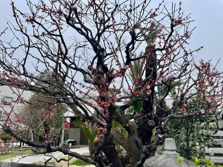 安国院の{uncategorized: "未分類", other: "その他", undefined: "問題あり", building: "その他建物", grave: "お墓", sacred_gate: "鳥居", guardian: "狛犬", statue: "像", buddha: "仏像", history: "歴史", nature: "自然", garden: "庭園", animal: "動物", pagoda: "塔", temizu: "手水舎", mountain_gate: "山門・神門", sanctuary: "本殿・本堂", subordinate: "末社・摂社", art: "芸術", scenery: "景色", jizo: "地蔵", ema: "絵馬", goshuin: "御朱印", omikuji: "おみくじ", items: "授与品その他", amulet: "お守り", goshuincho: "御朱印帳", eats: "食事", festival: "お祭り", votive_dance: "神楽", shichigosan: "七五三参", wedding: "結婚式", experience: "体験その他", initially: "初詣", around: "周辺", anti_infection: "感染症対策"}