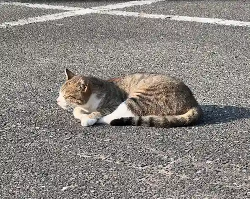 厳原八幡宮神社の動物