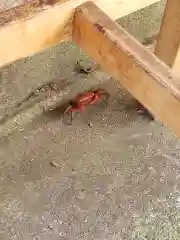 江島神社の動物