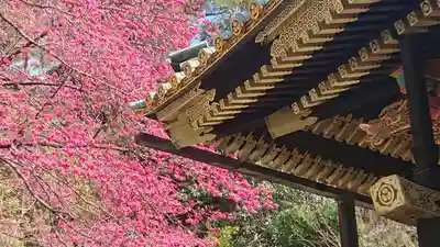 久能山東照宮の本殿・本堂