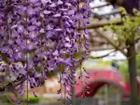 亀戸天神社(東京都)