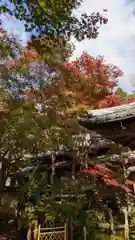 勝持寺（花の寺）(京都府)